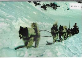 Polarhunde auf Jungfraujoch
