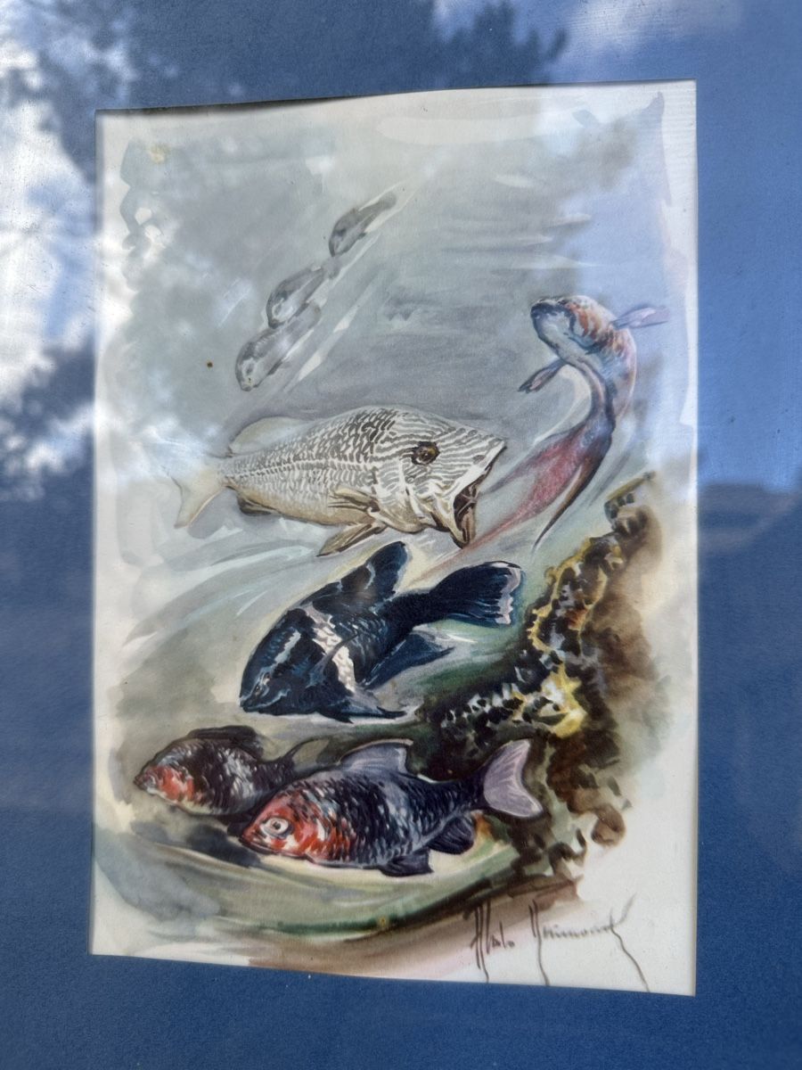 Dipinti: 2 Aquarelles poissons signées . – Usato da Lausanne venduto da artnouveau04 1