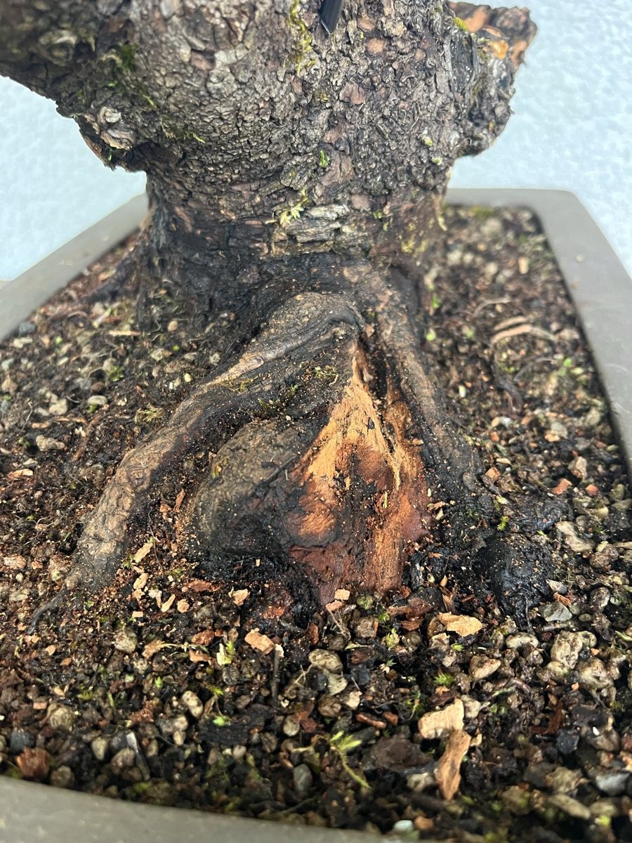 Pflanzen & Samen: Prunus mahaleb  – Neu und originalverpackt aus Hettlingen von BonsaiNaturist.com 3