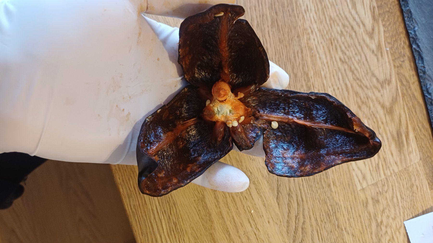 Pflanzen & Samen: Chilhuacle Negro Chilli 15 Stück – Neu (gemäss Beschreibung) aus Oberneunforn von Bumbam 2