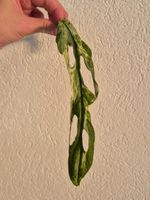 🌿 Monstera Indonesian Marble Ableger #4🌿