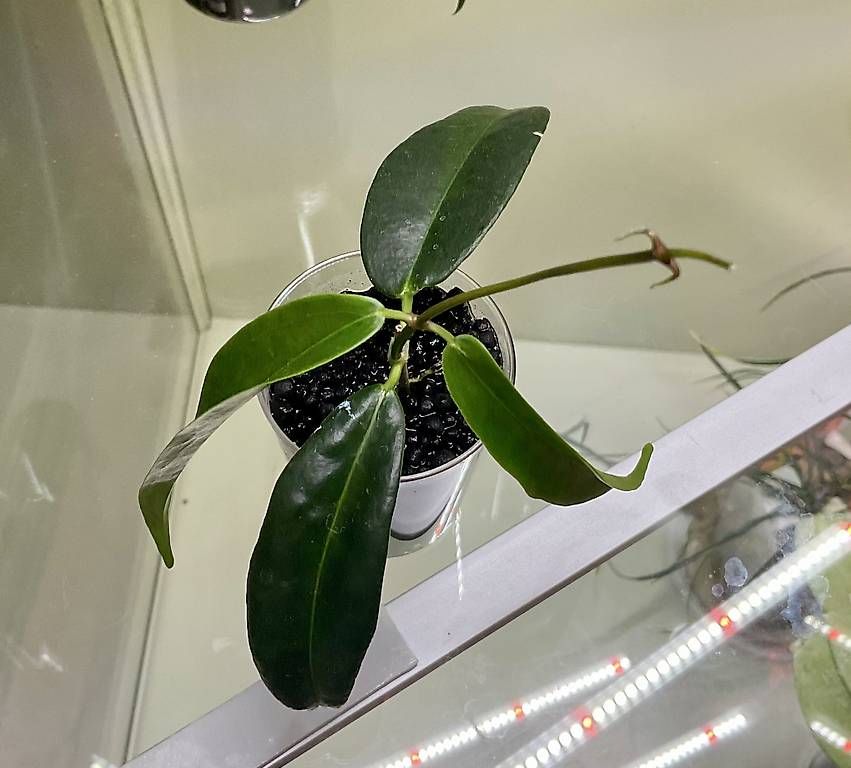 Pflanzen & Samen: Hoya chlorantha – Neu und originalverpackt aus Schönholzerswilen von Leavylounge