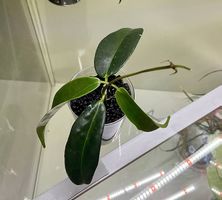 Hoya chlorantha