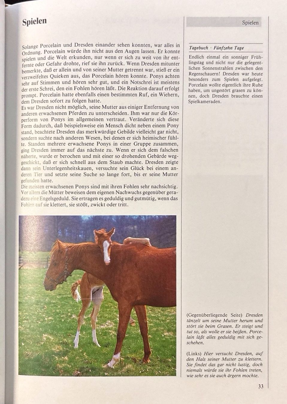 Libri: Pony Tagebuch – Nuovo (secondo la descrizione) da Sarnen venduto da Livres 8