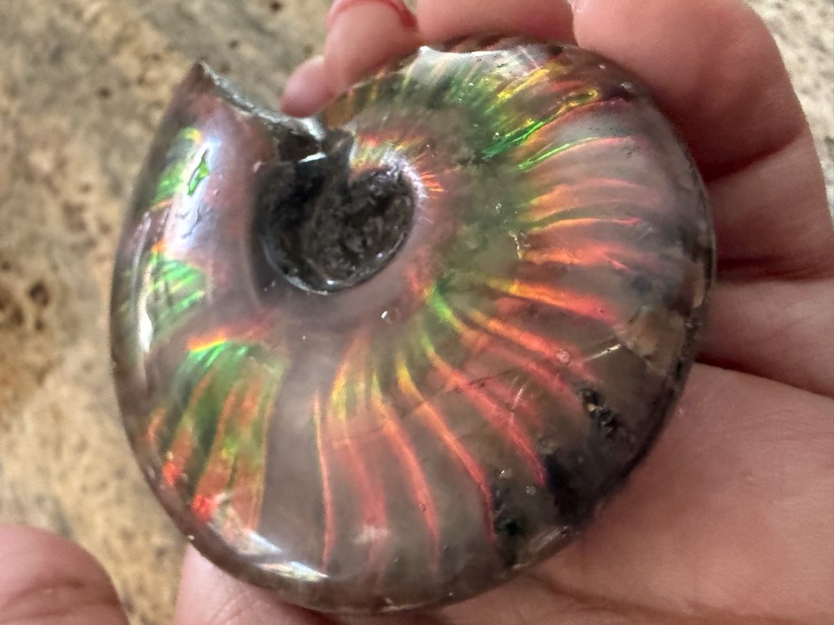Fossili: Ammonite Ammolith echt – Nuovo (secondo la descrizione) da Oberhof venduto da RealStone 6