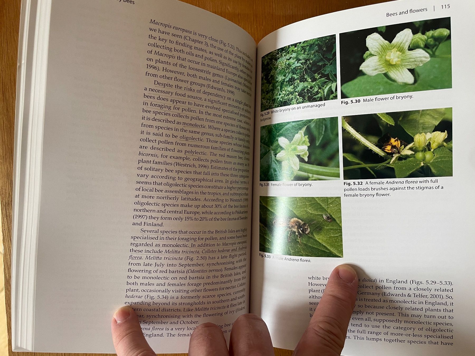 Libri: Ted Benton. Solitary bees – Usato da Zürich venduto da WWehrle 1