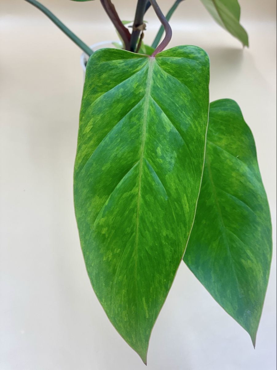 Pflanzen & Samen: Philodendron Painted Lady – Neu (gemäss Beschreibung) aus Zürich von Leafscape 1