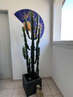 Schöne Euphorbia Kakteen 🌵 Zimmerpflanze 👍🏼 0767-742642