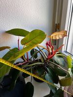 Philodendron Prince of Orange mature plant