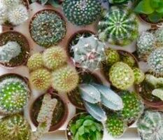 Ab 5.- fr 5 SAMEN MIX KAKTUS CACTUS GRAINES  SEMI SEEDS