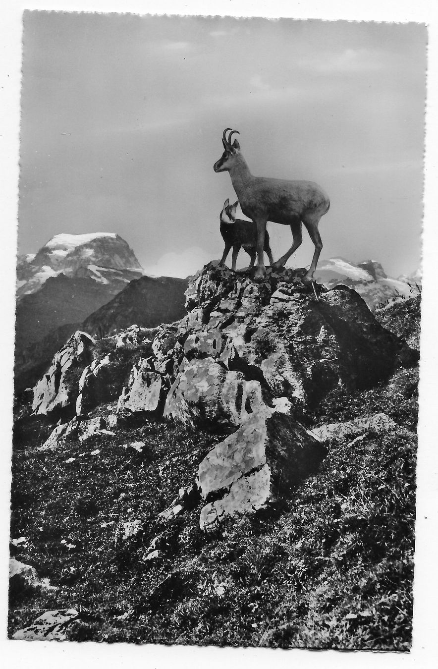 Cartoline postali: Braunwald, Gemsen im Alpgebiet. – Usato da Hefenhofen venduto da Richsalz