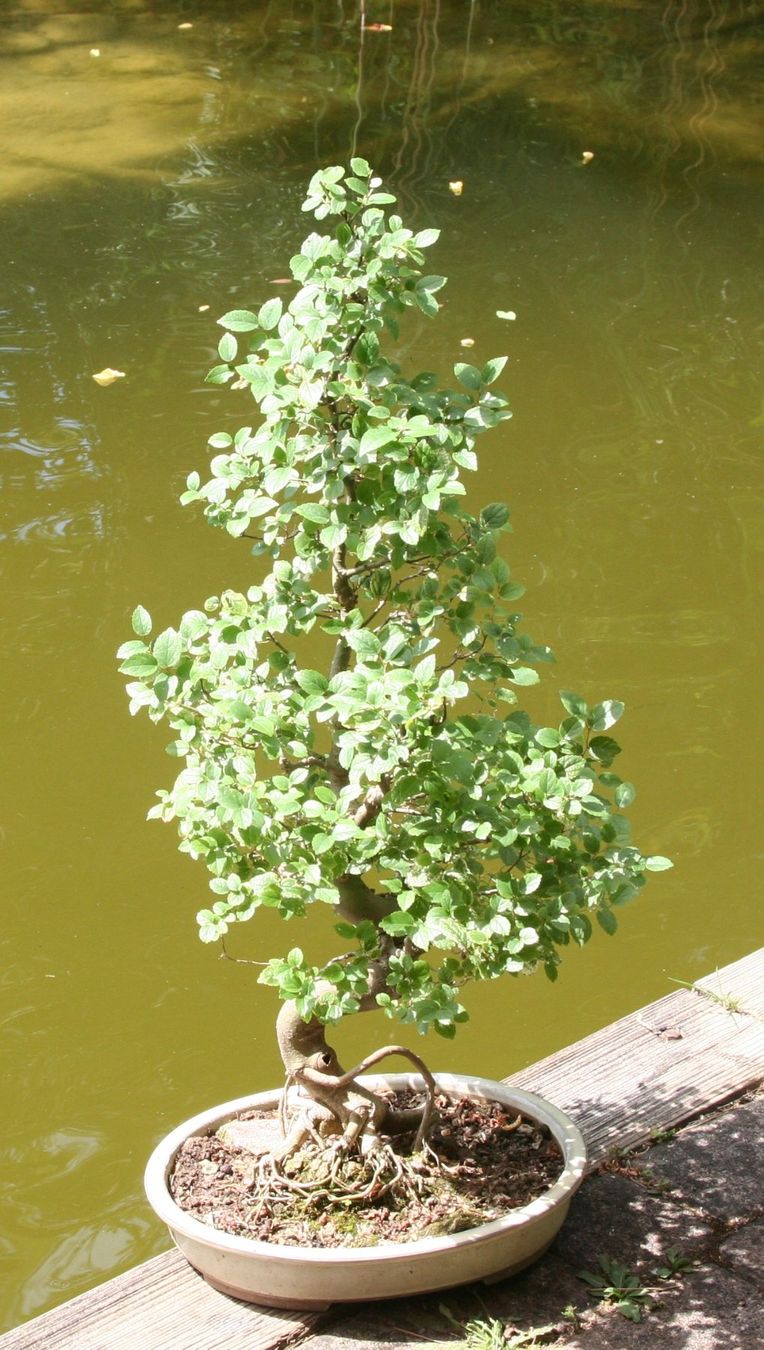 Piante & sementi: BONSAI  -  Chinesische Ulme – Usato da Gretzenbach venduto da Sikim