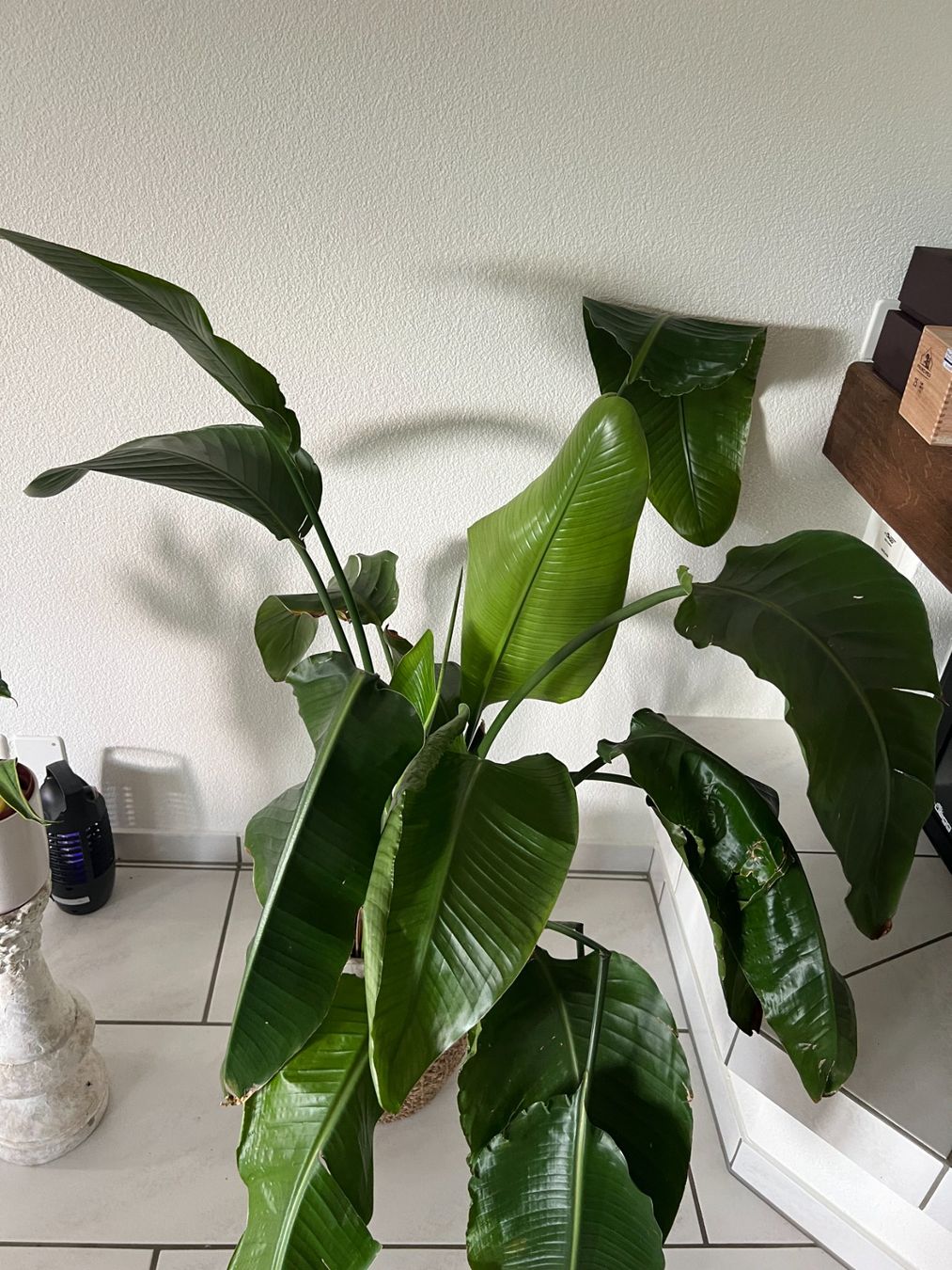 Piante & sementi: Grosse Strelitzie – Usato da Volketswil venduto da SecondHanderia 1