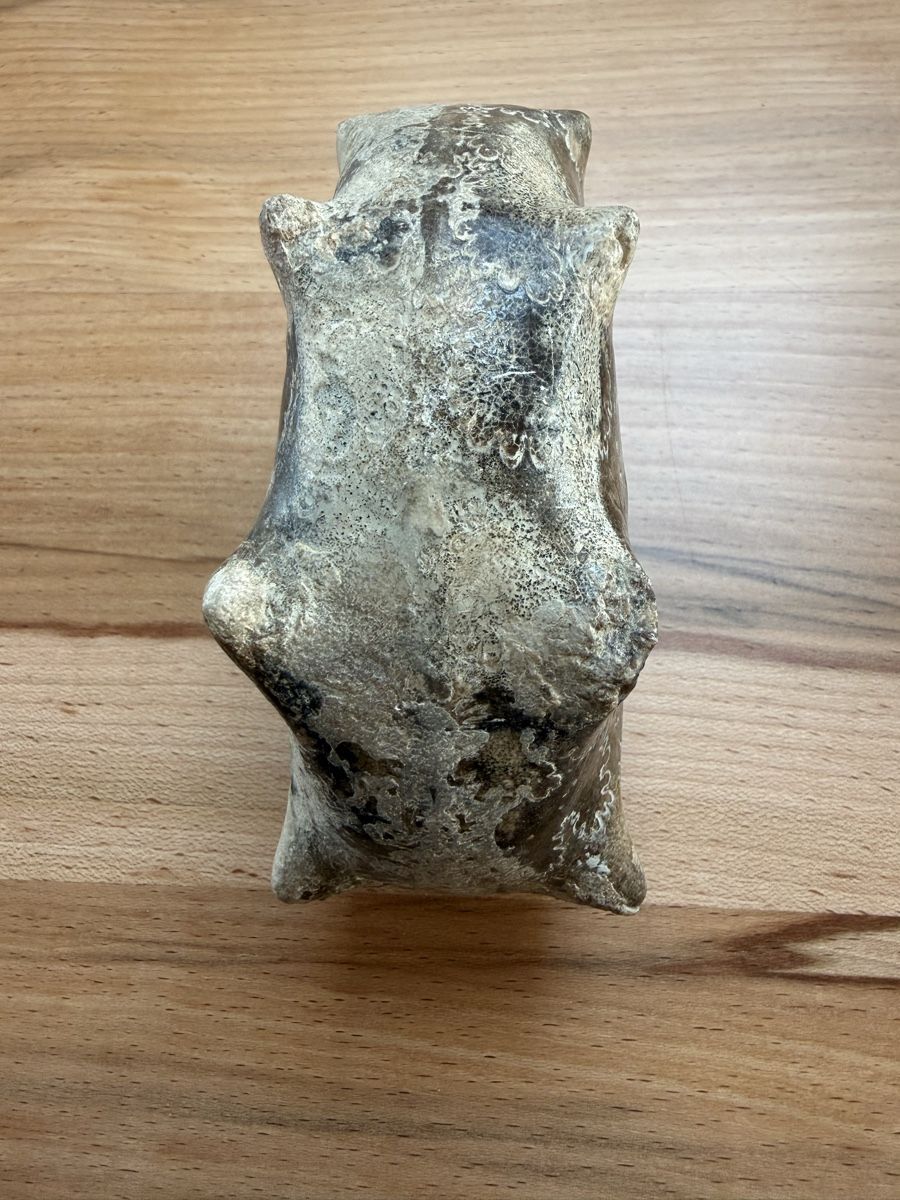 Fossili: Versteinerter Ammonit – Usato da Grenchen venduto da Bastet007 2