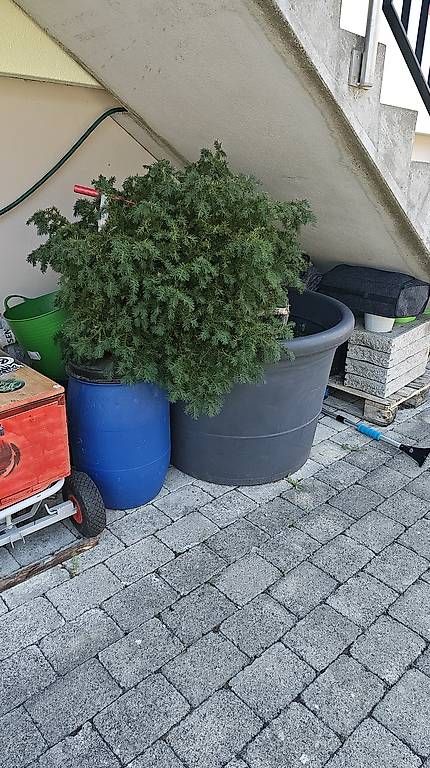 Pflanzen & Samen: Strauch im Topf Bonsai – Gebraucht aus Reitnau von rob_c9tf 1