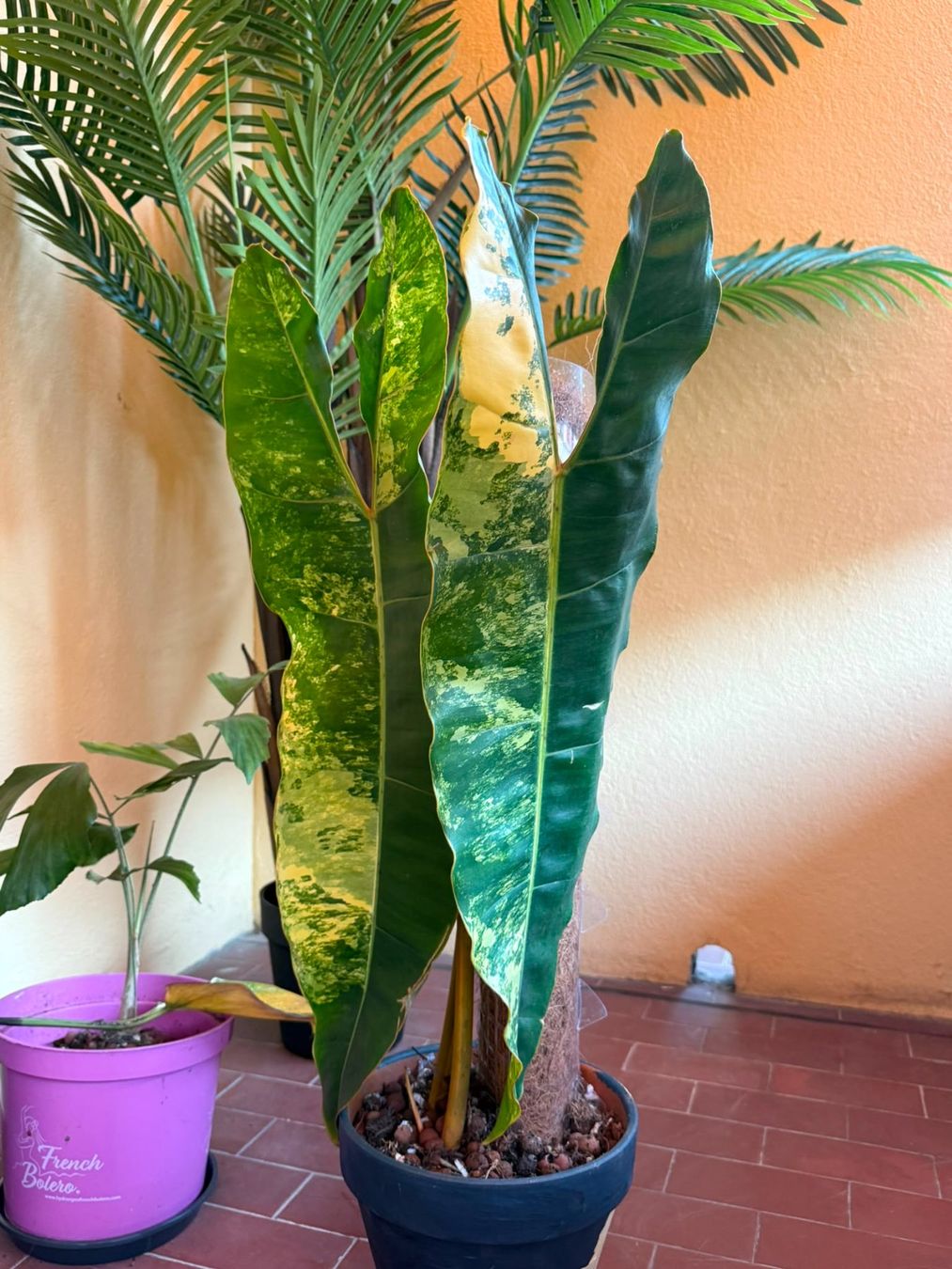 Plantes & graines: Philodendron billiteae xxl 2 feuilles – D'occasion à Lausanne par kta_tss7 5
