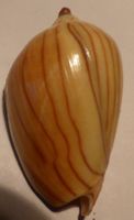 SELTENE FILAMENT FORM- GESTREIFTE--VOLUTA ZEBRA, MUSCHEL