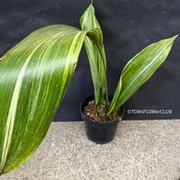 Aspidistra Elatior Variegata - Schusterpalme für die Sammler