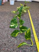 Goldene Efeutute (Epipremnum aureum), Ranken über 200 cm