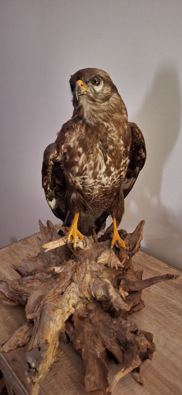 Monde des animaux: Mäusebussard Präparat – D'occasion à Uzwil par Arusha21