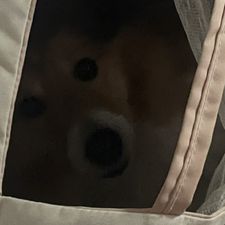 Profile image of Star_Bo