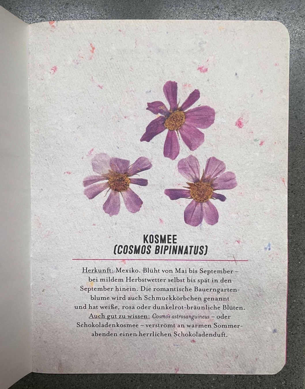 Kit bricolage: Herbarium DIY Flow Magazin – Nuovo (secondo la descrizione) da Zofingen venduto da angito 2