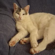 Profile image of Smadrag