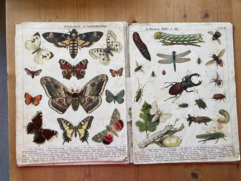 Bücher: Staubs Bilderbuch – Gebraucht aus Schwarzenbach SG von ernesto3.6 3