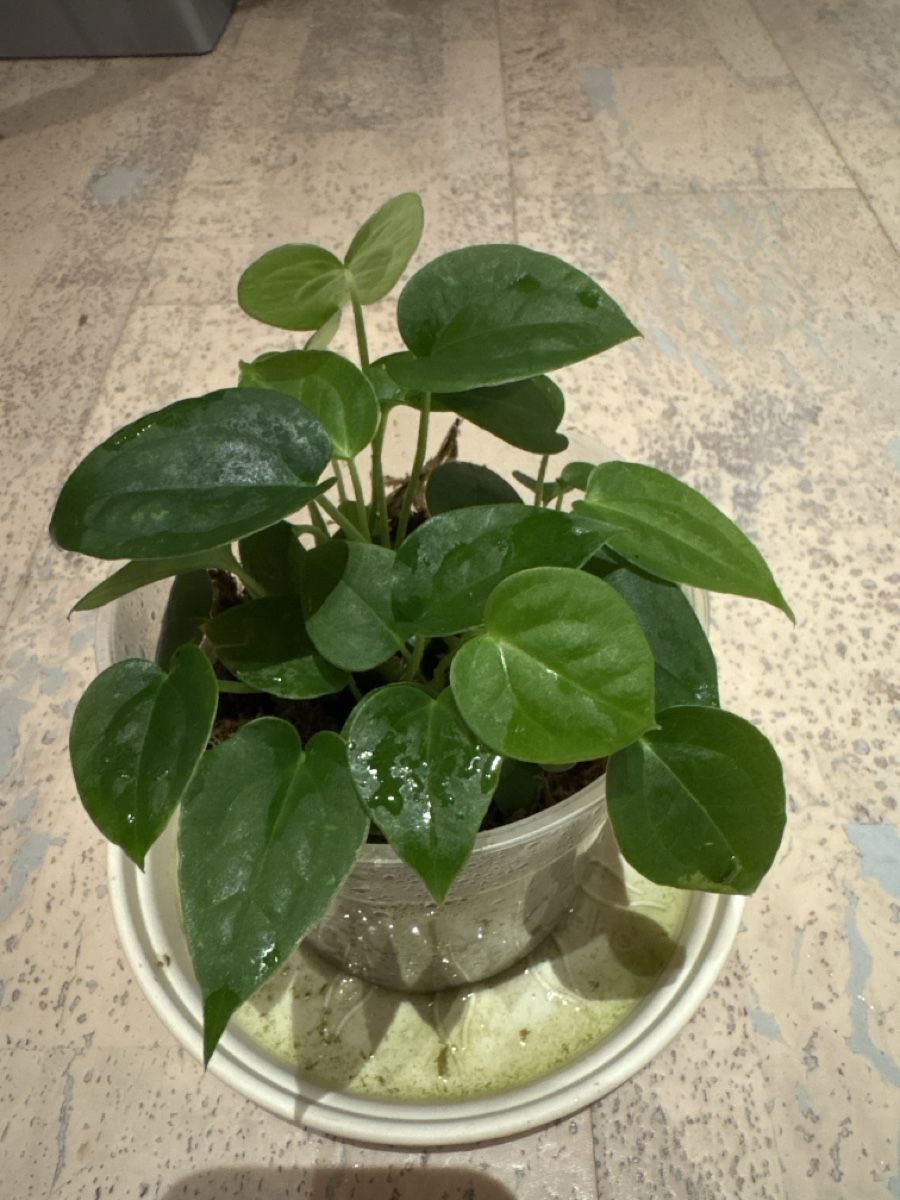 Piante & sementi: Anthurium Luxurians Hybrid – Usato da Niederbüren venduto da Monde09