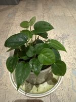 Anthurium Luxurians Hybrid