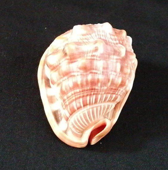 Fossilien: kleine Muschel – Gebraucht aus Grächen von Hel7890 2