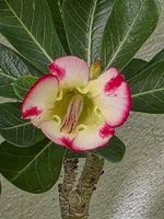 Adenium crispum Hybride / Sai Gon27 /Wüstenrose Sämling