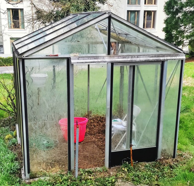 Gewächshaus mit Glasscheiben 230cm * 230cm Kaufen auf Ricardo