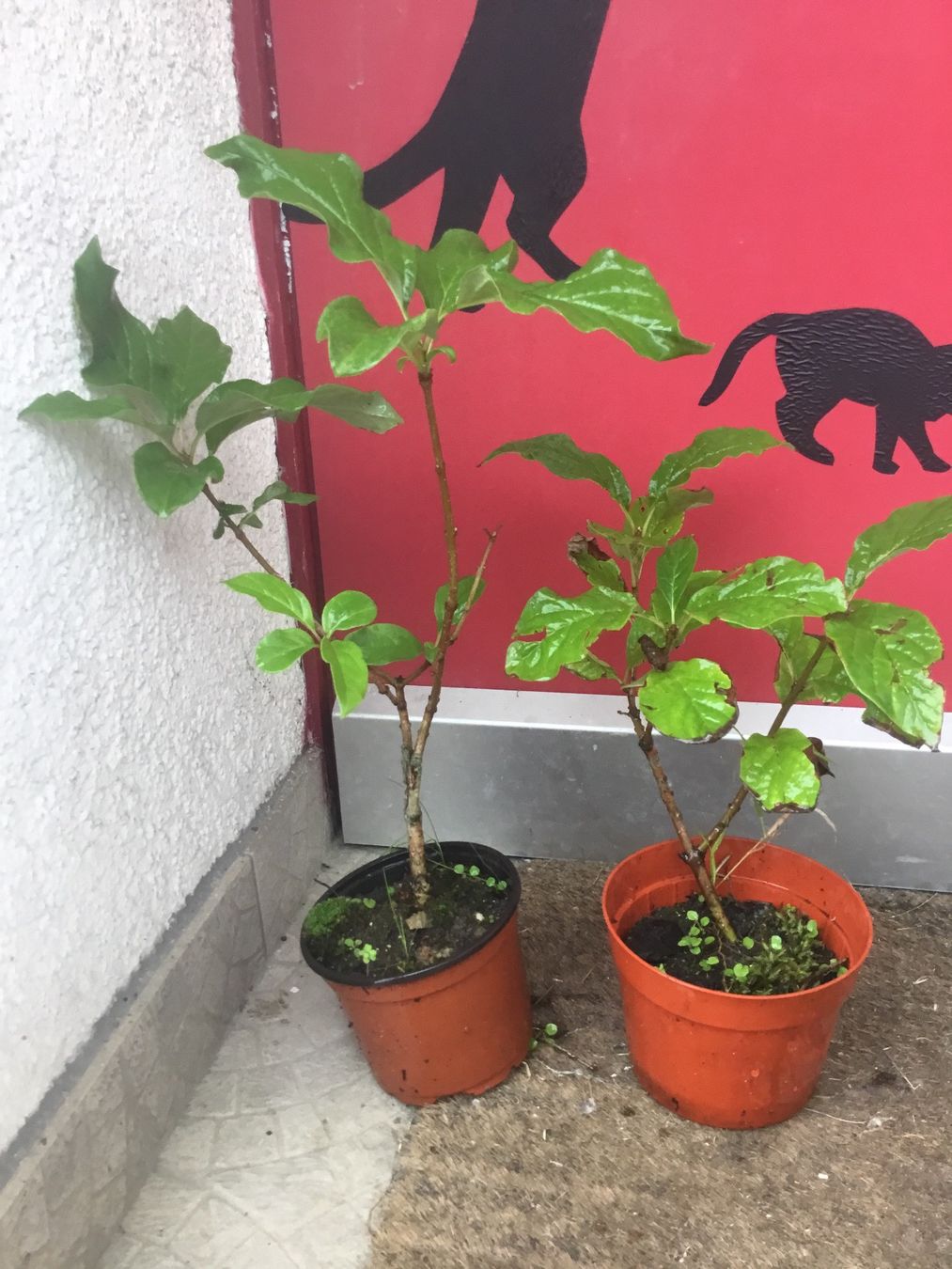 Pflanzen & Samen: Edelflieder busch Jungpflanze viola – Neu (gemäss Beschreibung) aus Ibach von chaemilochhobbygarte 4