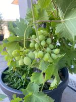 Wunderschöner Weinstock Rebe Trauben
