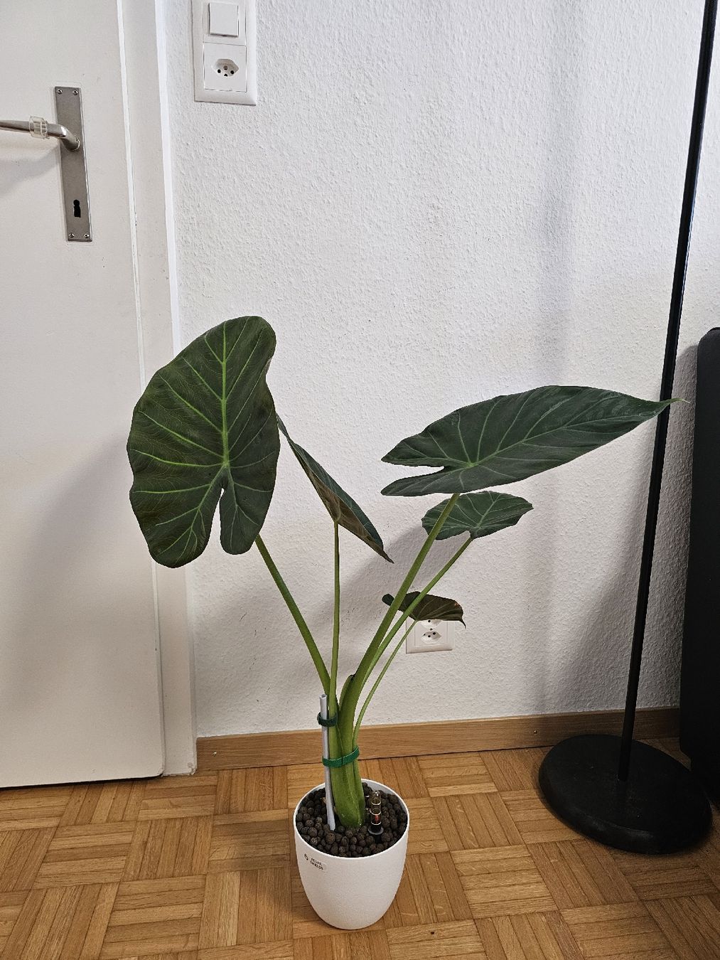 Piante & sementi: Grosse Mutterpflanze Alocasia Regal Shields – Nuovo (secondo la descrizione) da Utzenstorf venduto da Dac_mk 3
