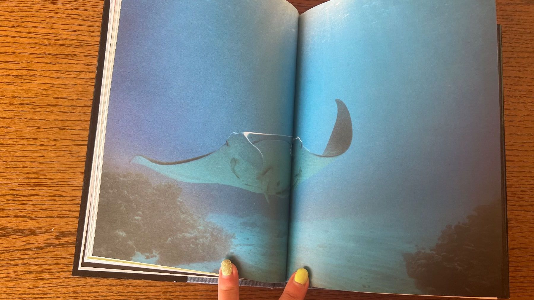 Bücher: David Attenborough: Das Leben auf unserer Erde -1979 – Gebraucht aus Schübelbach von Dolly990_2 4