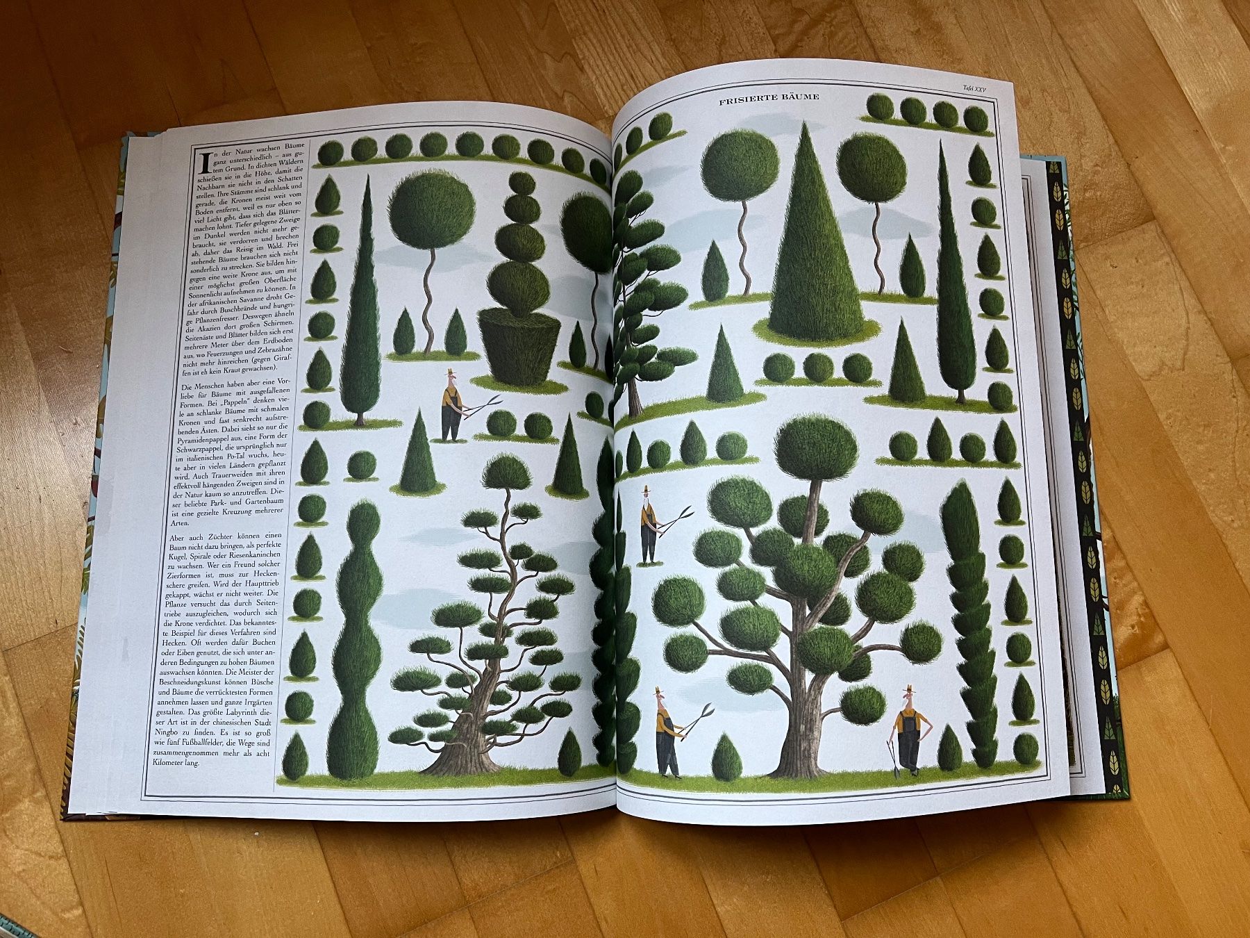 Libri: Die Bäume – Nuovo (secondo la descrizione) da St. Gallen venduto da Raqualele 3