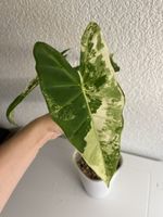 Alocasia Frydek Variegata🌱