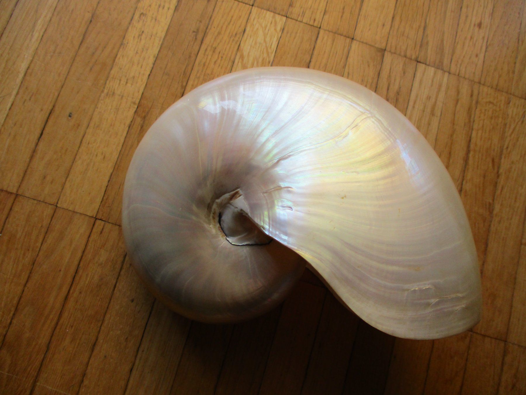 Fossili: Coquille grand Nautilus Nacré – Usato da La Sarraz venduto da vic_v6kz