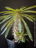 Pachypodium Lamerei - aus Madagaskar - für viel Sonne