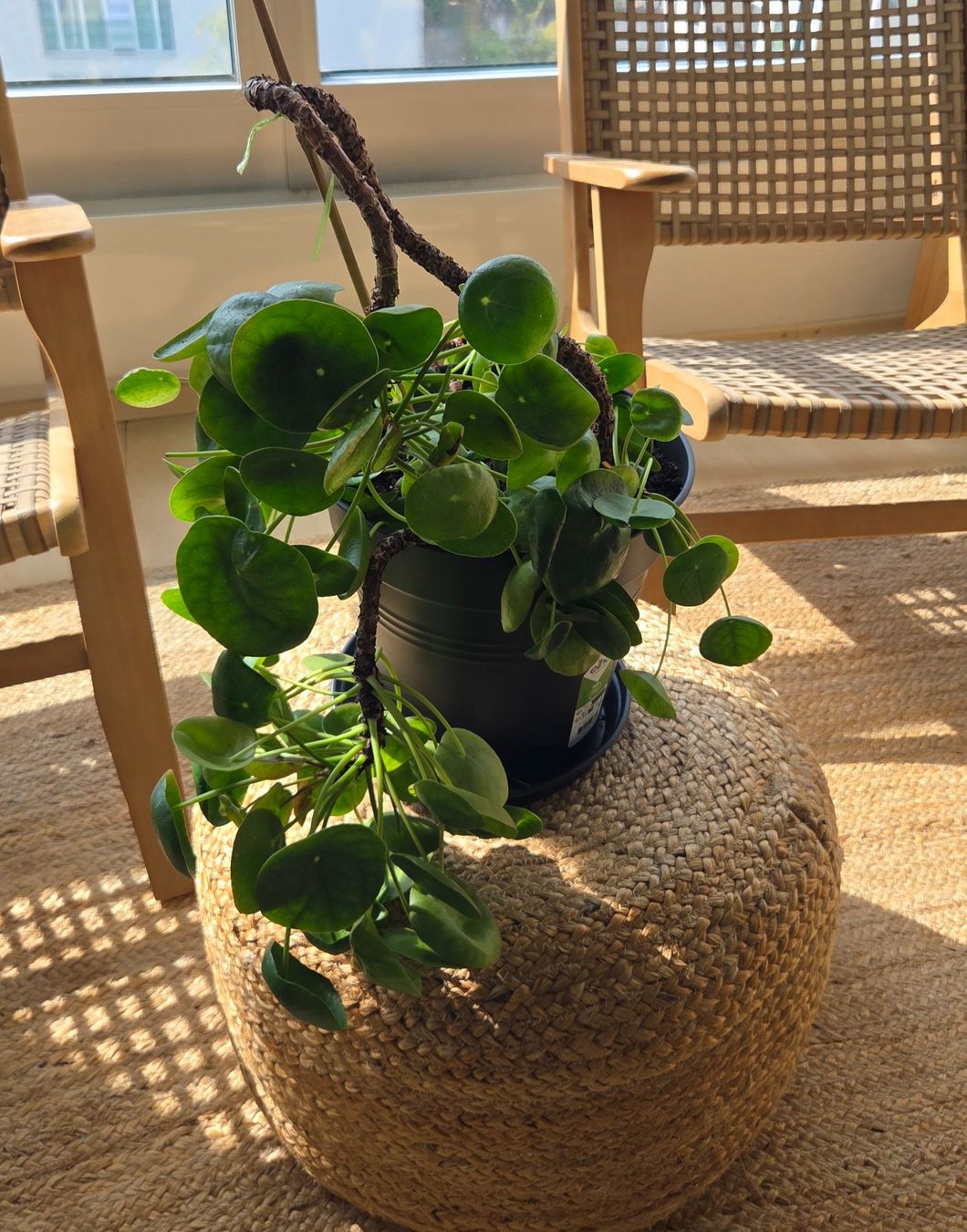 Plantes & graines: Pilea peperomioides (ca. 30cm) – D'occasion à Zürich par wile_coyote 4