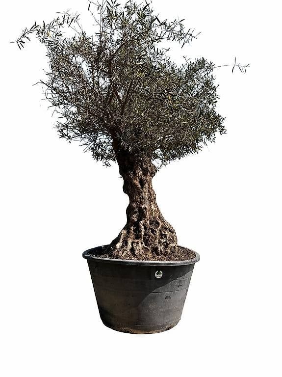 Pflanzen & Samen: Olivenbaum "Olea Europea 5 – Gebraucht aus Zuckenriet von Thur_Plant