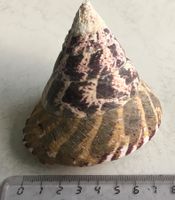 Muschel Spitz Schnecke speziell