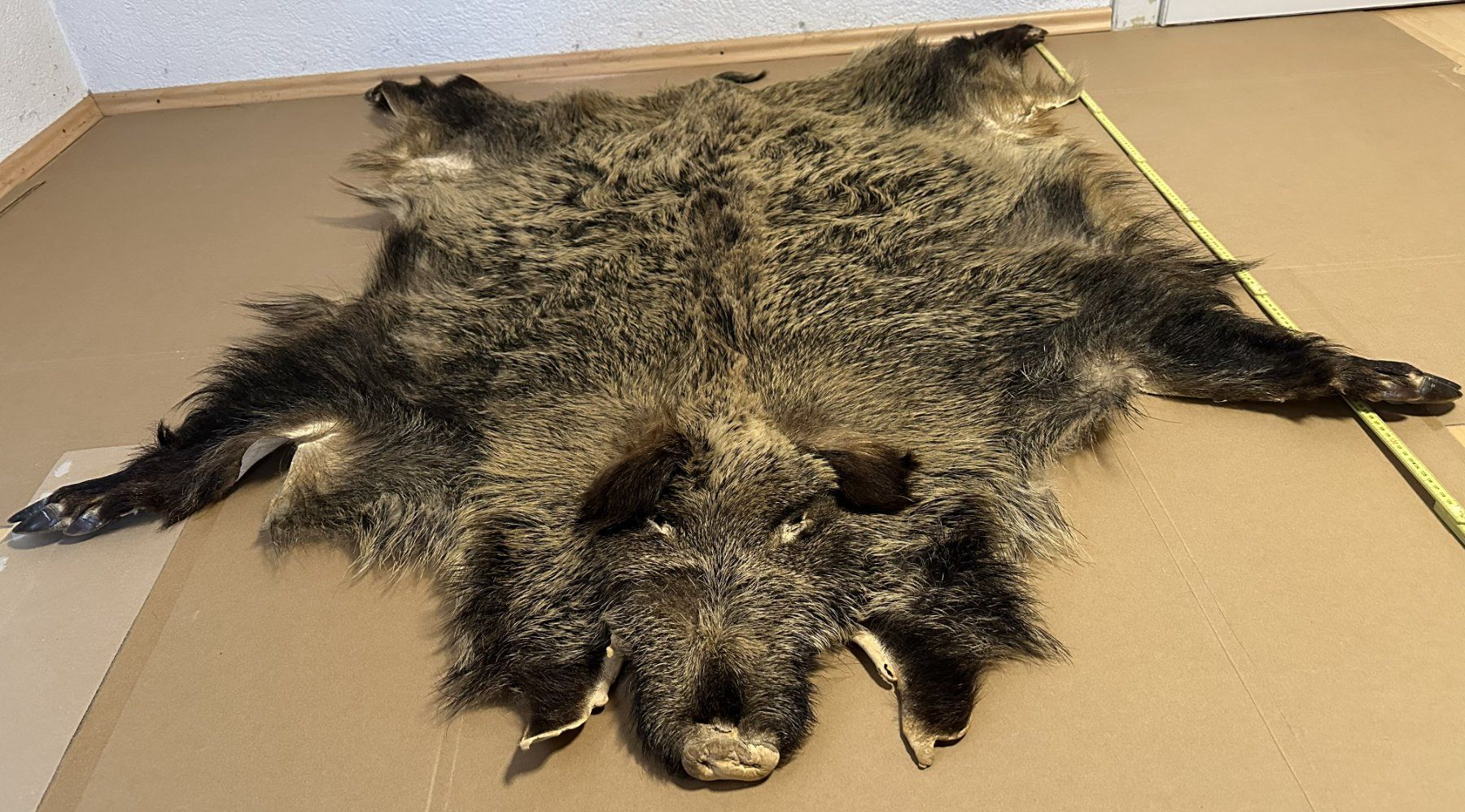 Tutte le decorazioni: Sehr schönes Wildschwein-Fell – Usato da Leibstadt venduto da hjk_2025 2