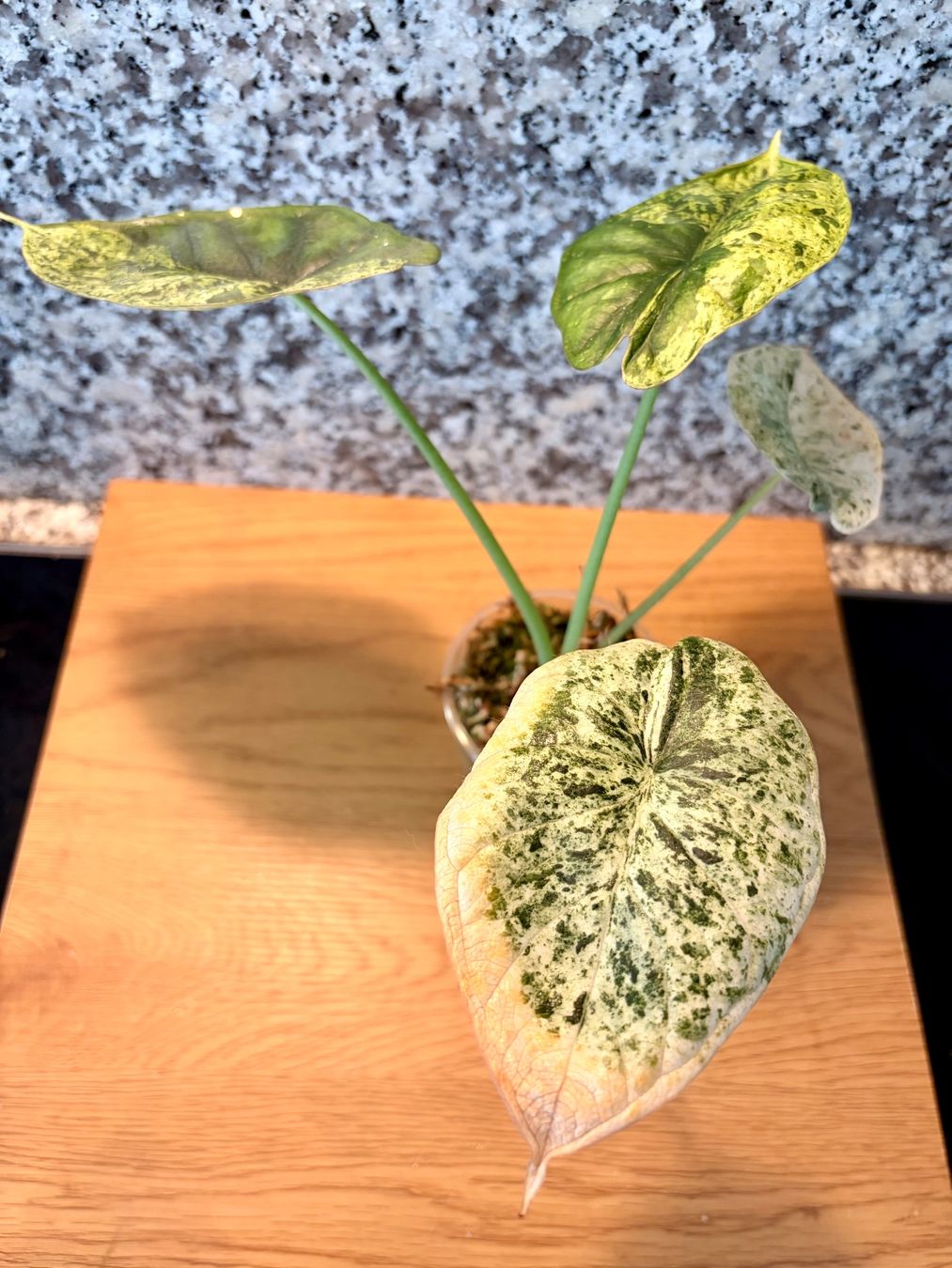 Pflanzen & Samen: Alocasia Dragon Scale Mint – Gebraucht aus Kaiseraugst von dka_b97z 1
