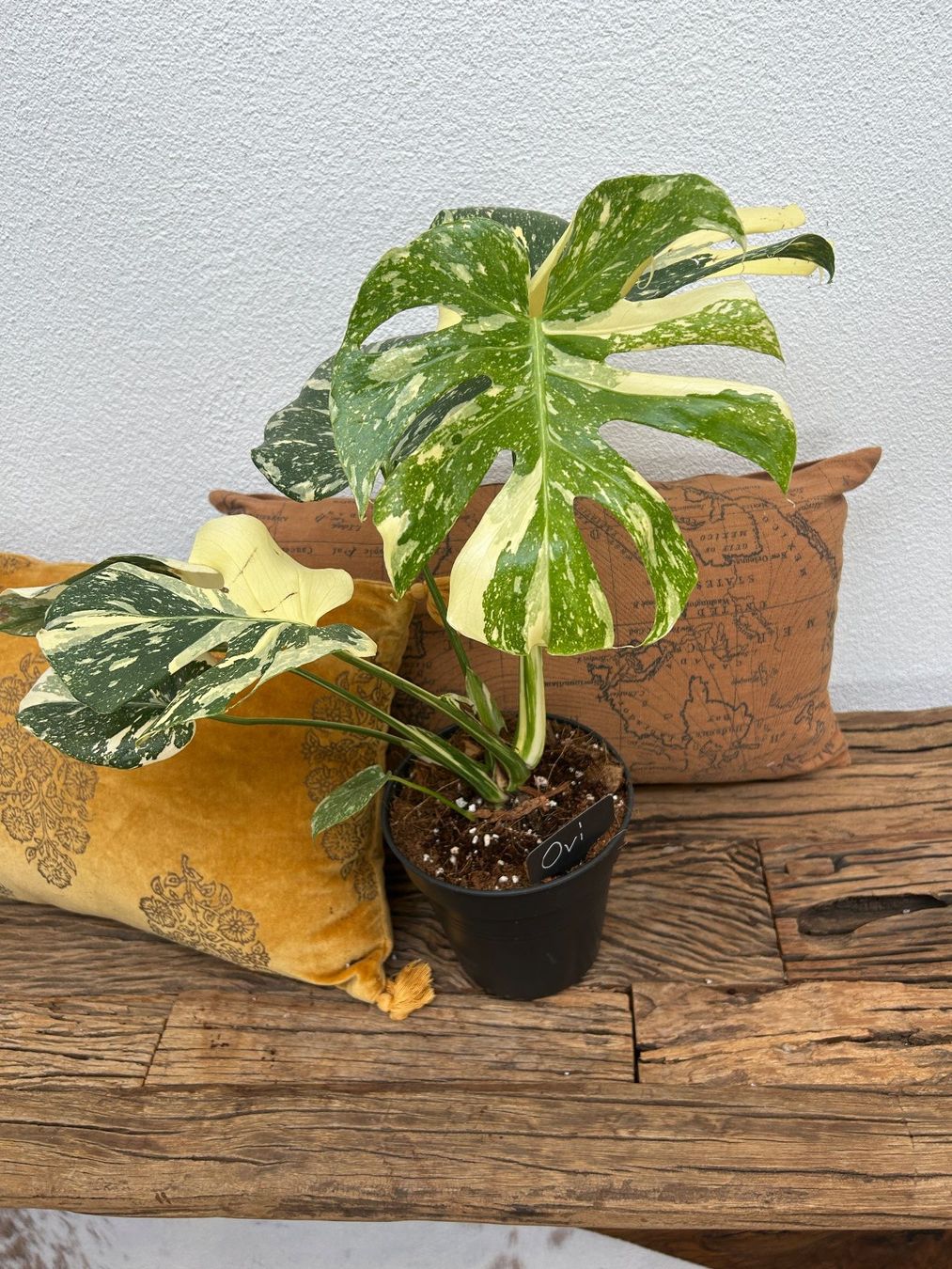 Piante & sementi: Monstera Thai Constellation💚 – Usato da Wattwil venduto da Mikesplantshop 2