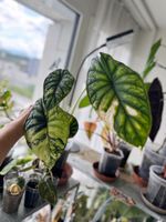 Alocasia Dragon Scale Variegated