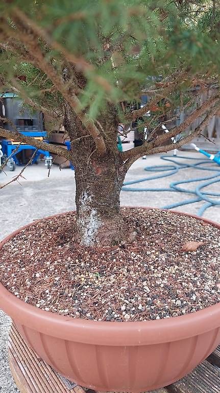Plantes & graines: Zuckehutfichte / Picea glauca 'Conica' – D'occasion à Giswil par fre_c6dp 3