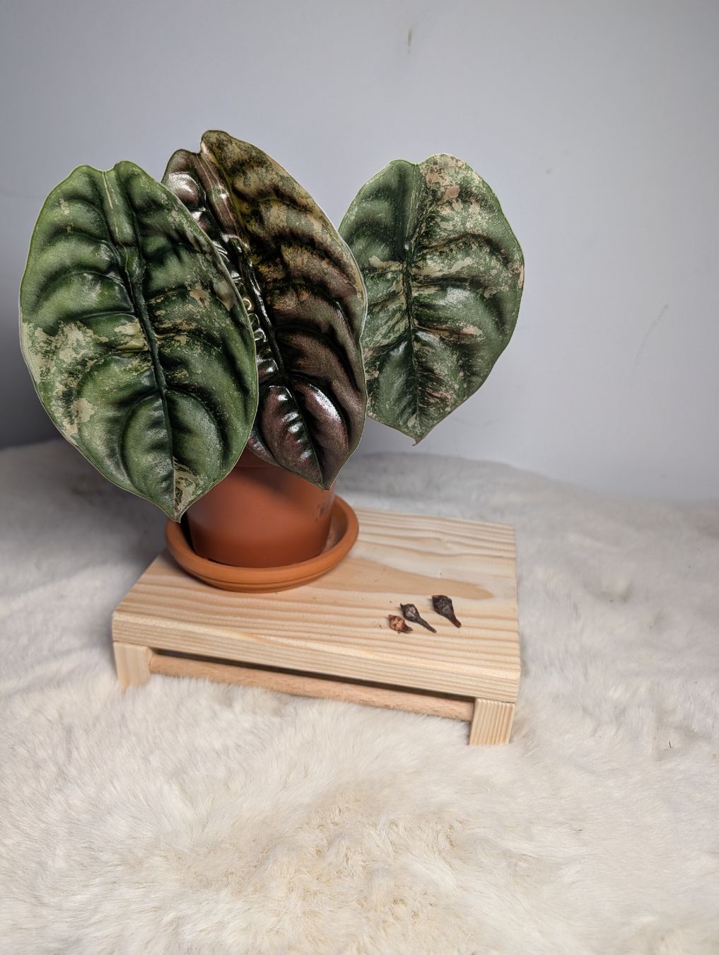 Piante & sementi: Alocasia Cuprea Latte – Usato da Waltensburg/Vuorz venduto da fop_lw7n 2